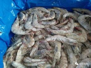 国产白虾怎么解冻视频,国产白虾快速解冻技巧视频教程